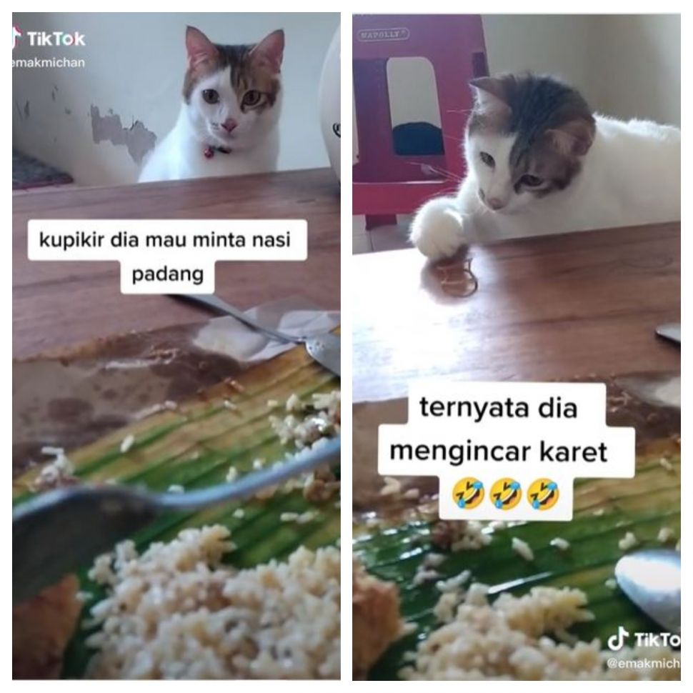 Kucing pilih karet daripada nasi Padang (TikTok @emakmichan)