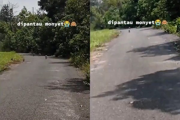 Cewek Lagi Joget TikTok di Pinggir Jalan, Auto Kabur Didatangi Segerombolan Hewan Ini dari Alas (TikTok)