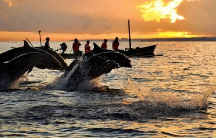 Lokasi Pantai Lovina Destinasi Favorit Melihat Lumba-Lumba Liar di Bali [Foto : dispar.bulelengkab.co.id]