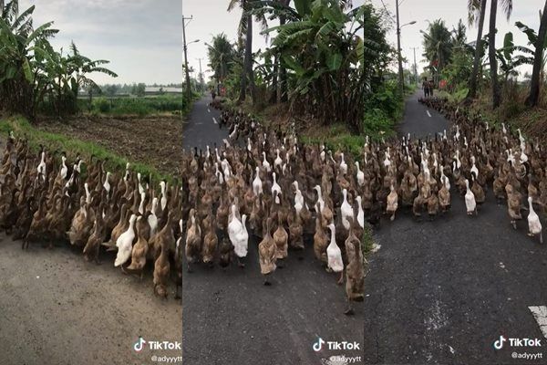 Viral Cowok Pagi-pagi Diserbu 'Gangster' Bebek. (TikTok)