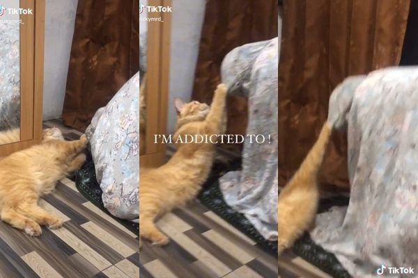 Viral Aksi Kucing Oren Bikin Majikan Susah Bangkit Dari Sujud Salat. (TikTok)