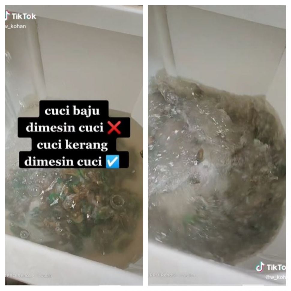 Mencuci kerang di mesin cuci (TikTok @w_kohan)