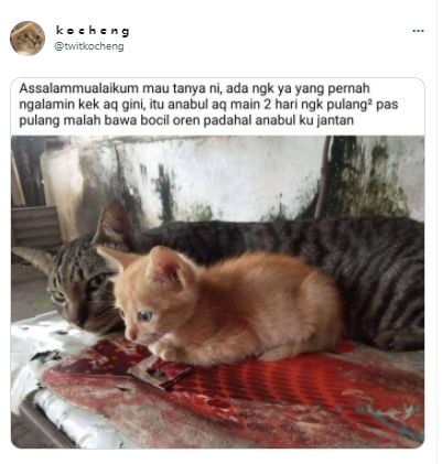 Cuitan seorang pemilik kucing bingung punya peliharaan dengan tingkah laku tak biasa. (Twitter/twitkocheng)