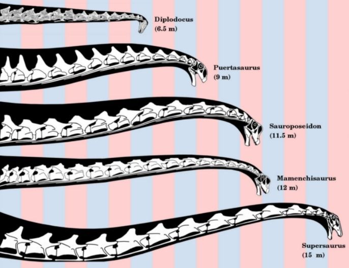 Sauropoda. [Wikipedia]