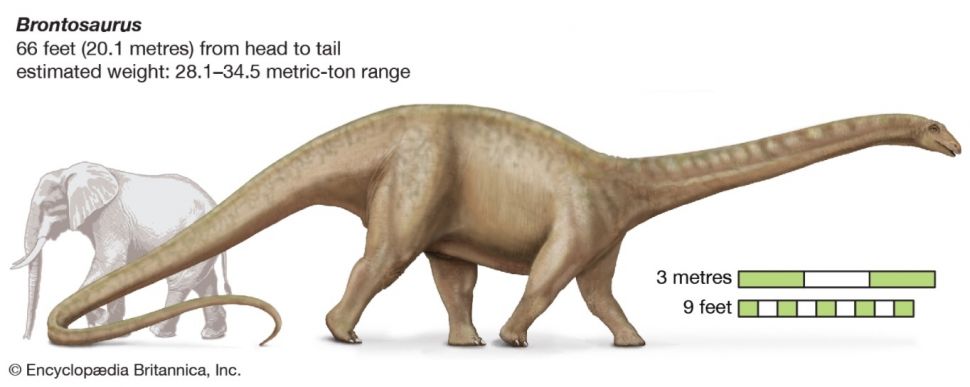 Brontosaurus. [Britannica]