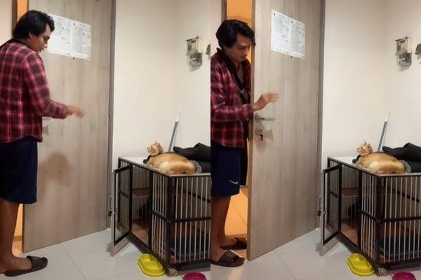 Viral Cowok Pamer Kucing Ngamuk Tiap Dia Pergi Berakhir Memalukan. (TikTok/@tirtachand)