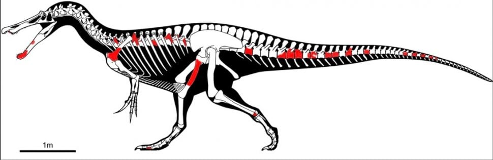 Spinosaurus. [Plos One] 