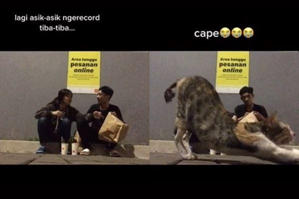 Viral Sejoli Lagi Asyik Pacaran Malah Suasana Dihancurkan Kucing Liar. (TikTok)