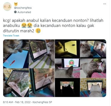 Cuitan seorang pengirim anonim mengunggah kisah kebiasaan kucingnya yang tak biasa. (Twitter/kochengfess)