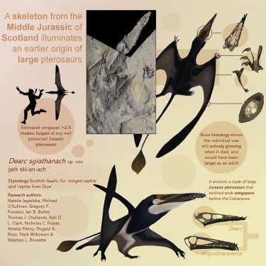 Fosil reptil terbang, Pterosaurus. [Current Biology]