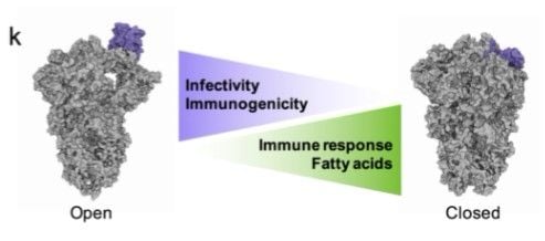 Protein lonjakan virus corona 'melipat' sendiri (Nature Journal)