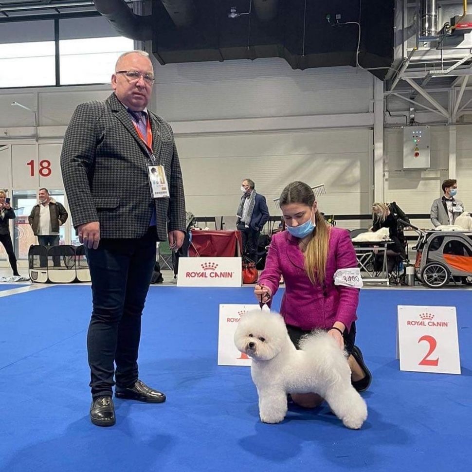 Jie Jie, anjing Bichon Frise dari Golden Sun kennel mewakili asia di ajang CRUFTS 2022 Dog Show. [dokumentasi pribadi]