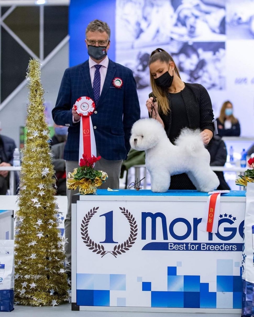 Jie Jie, anjing Bichon Frise dari Golden Sun kennel mewakili asia di ajang CRUFTS 2022 Dog Show. [dokumentasi pribadi]