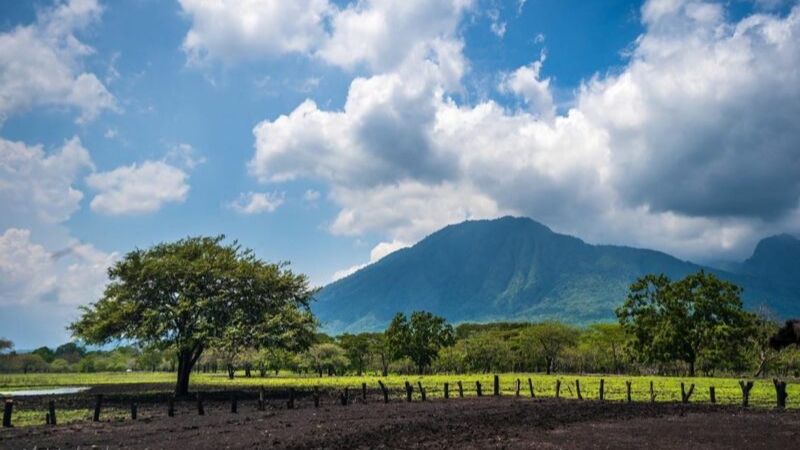 Hutan di Taman Nasional Baluran (Instagram/melatiingah_nature)