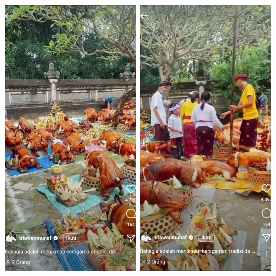 Tradisi Ngusaba Guling di Bali (Instagram @triawanmunaf)