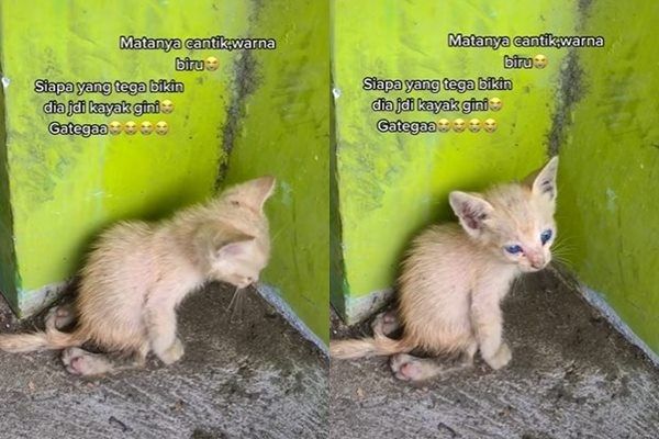 Viral Anak Kucing Seret Tubuh di Pinggir Jalan. (TikTok)