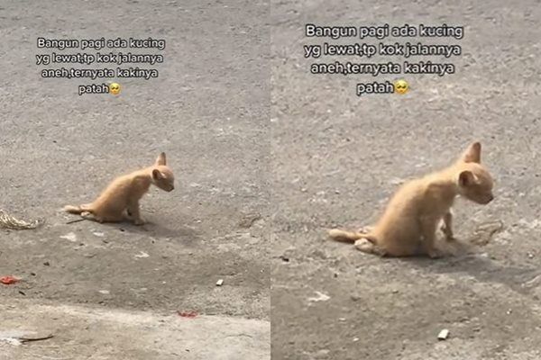 Viral Anak Kucing Seret Tubuh di Pinggir Jalan. (TikTok)