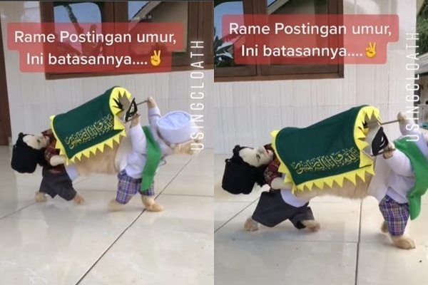 Viral Kucing Gotong 'Keranda Jenazah' sampai Meleyot. (TikTok/@fredilugina_usingcloath)