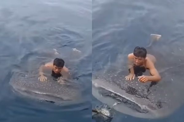 Viral Aksi Pria Santai Naik Hiu Tutul di Laut (Instagram/@terangmedia)