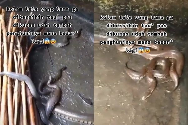 Viral Kolam Lele Lama Tak Dibersihkan, Pas Dikuras Bikin Merinding Jadi Sarang Ular (TikTok)