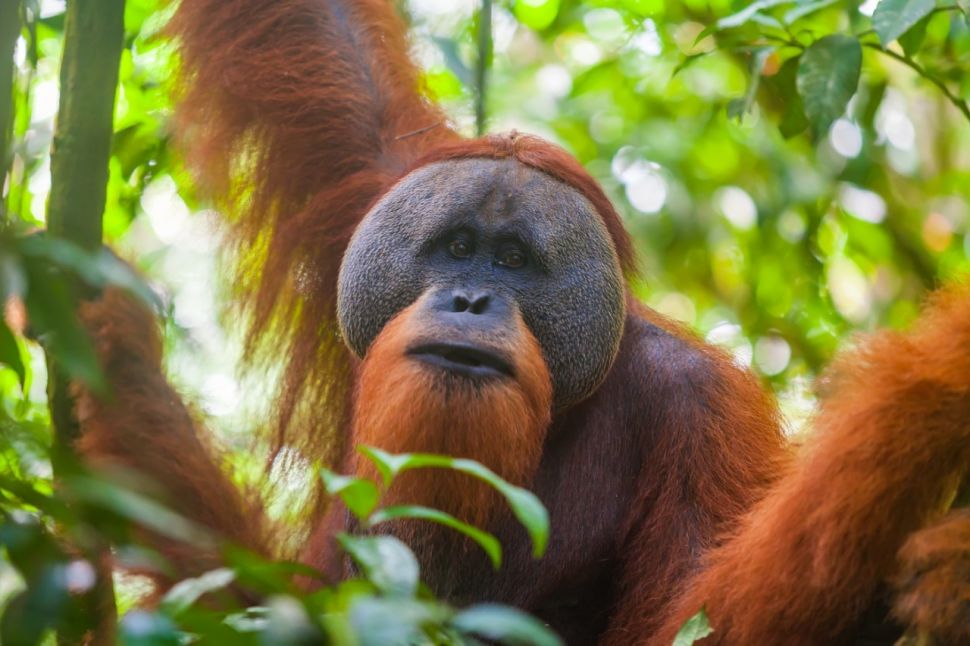 Orangutan di Taman Nasional Gunung Leuser (Elements Envato)