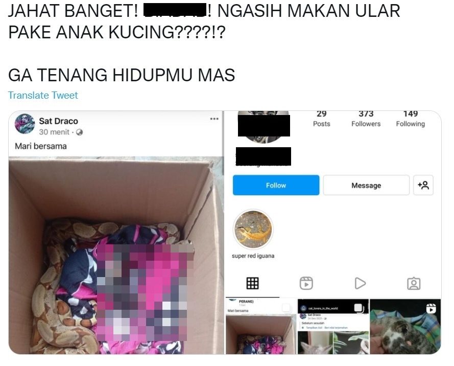 Heboh unggahan anak kucing diletakkan dalam kardus isi ular besar (tangkapan layar twitter)