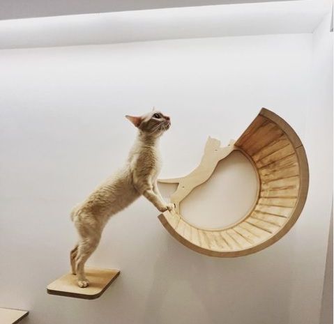 The Luxe Meownor, hotel butik mewah khusus kucing. (Instagram/@theluxemeownor)