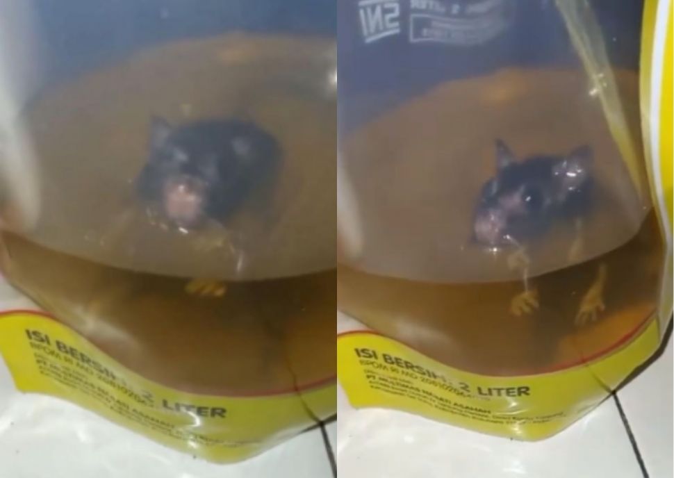 Tangkapan layar dari video seekor tikus berenang di bungkus minyak goreng 2 liter. (Instagram/smart.gram)