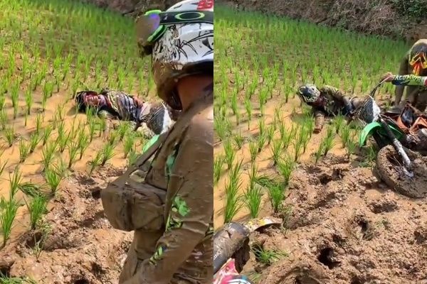 Viral Pemotor Trail Diduga Main di Sawah sampai Jatuh Meniban Padi (instagram/@onlinenews_idn)