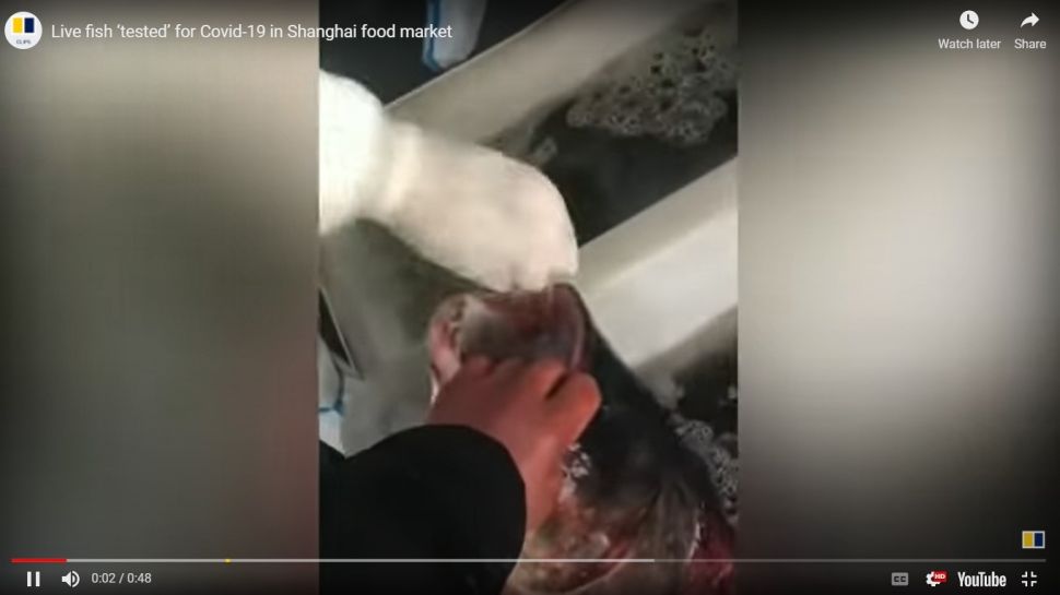 Tenaga medis melakukan tes Covid-19 pada ikan (YouTube)