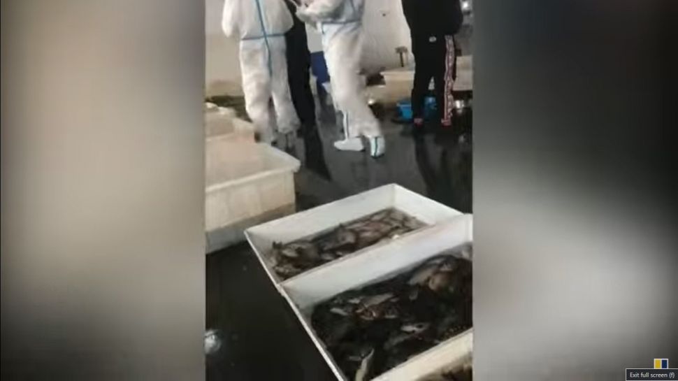 Tenaga medis melakukan tes Covid-19 pada ikan (YouTube)
