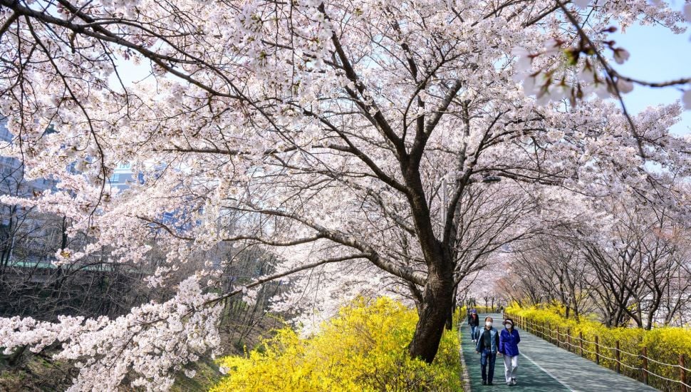 Pejalan kaki berjalan di bawah pohon sakura yang bermekaran di Seoul, Korea Selatan, Rabu (6/4/2022). [ANTHONY WALLACE / AFP]