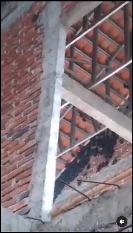 Kelelawar yang menyerbu salah satu rumah warga di Magelang. [Instagram/@andreli_48]
