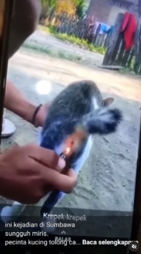 Beredar video keji yang memperlihatkan seseorang menyiksa kucing. Peristiwa tersebut disebut terjadi di daerah Sumbawa Besar, Nusa Tenggara Barat. [Instagram]