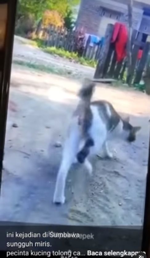 Beredar video keji yang memperlihatkan seseorang menyiksa kucing. Peristiwa tersebut disebut terjadi di daerah Sumbawa Besar, Nusa Tenggara Barat. [Instagram]