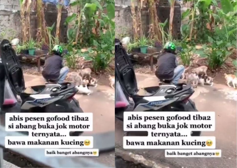 Driver ojol berikan makanan kucing di depan rumah customer, auto dikerubungi kucing. (Instagram/newdramaojol.id)