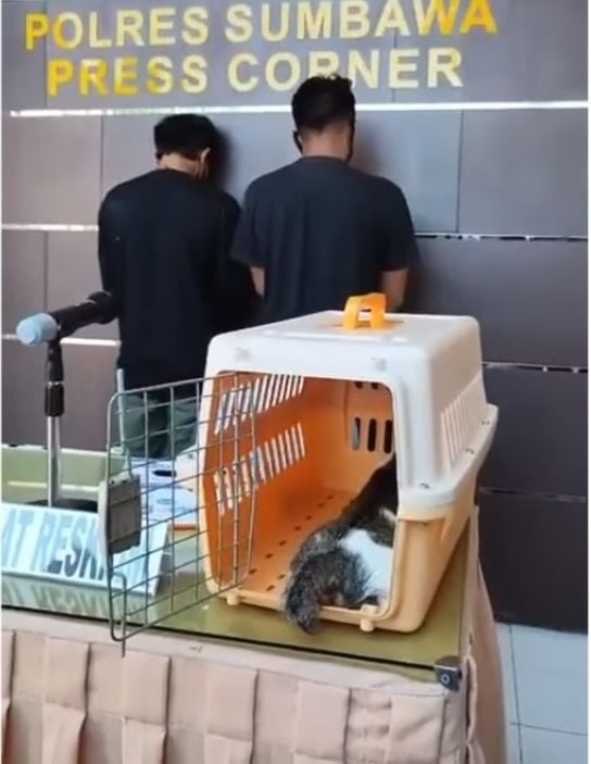 Dua lelaki yang meledakkan petasan di anus seekor kucing ditangkap aparat Satreskrim Polres Polda Nusa Tenggara Barat. [Instagram]