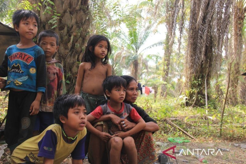 Sebagian besar orang rimba atau Suku Anak Dalam (SAD) di Jambi yang kini terpaksa harus tinggal di kebun swait akibat hutan yang sudah gundul. (ANTARA/HO/WARSI)