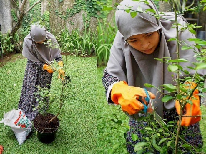 Potret Kebun Sayur (Instagram/@tantrisyalindri)