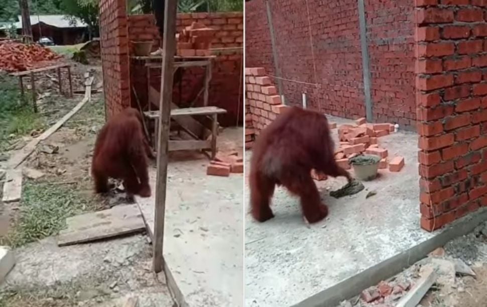 Orangutan nimbrung tukang (Instagram/terangmedia)