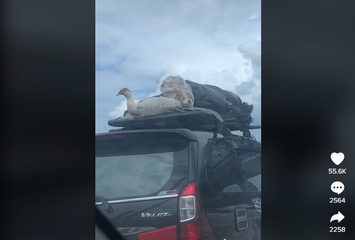 Serba-serbi Arus Balik Mudik, Bebek Hidup Ada di Bagasi Atas Mobil Tanpa Dibungkus, Warganet: Kardusin Kek! (Dok: TikTok/miadllll)