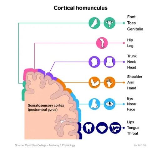 somatosensori homunculus (Insider)