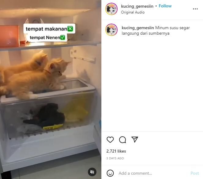 Beredar Foto Kucing Oren Diam-diam Lakukan Ini di Kulkas, Publik Heran: Kok Bisa? (Instagram/@kucing_gemesin)