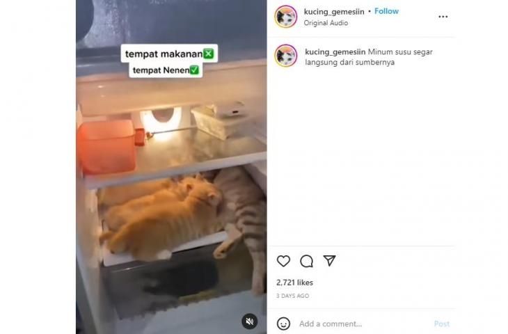 Beredar Foto Kucing Oren Diam-diam Lakukan Ini di Kulkas, Publik Heran: Kok Bisa? (Instagram/@kucing_gemesin)