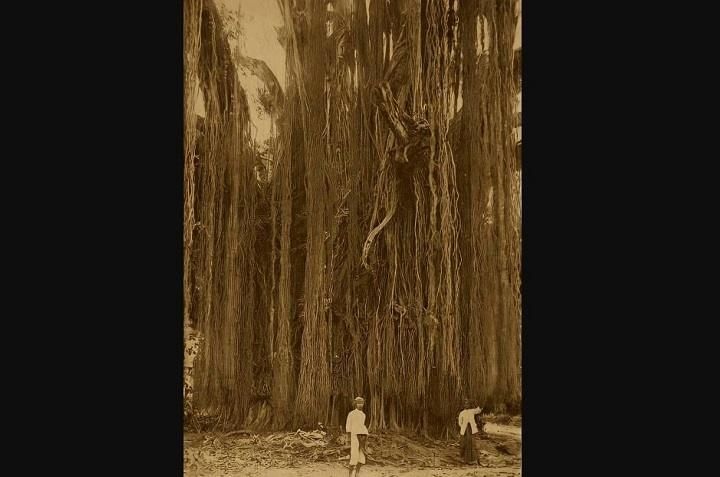 Foto jadul pria di depan pohon beringin pada tahun 1925. (KITLV via Yudi, Grup Foto Noesantara Doeloe)