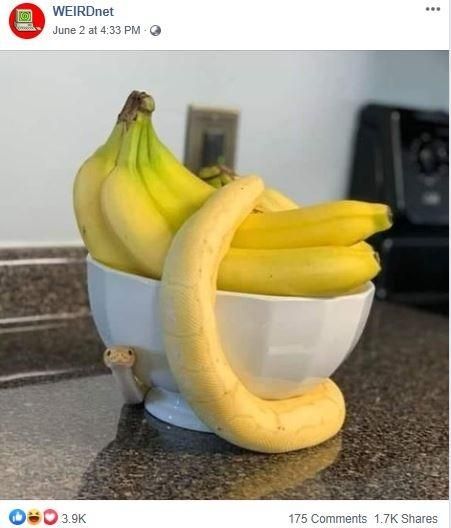 Penampakan Banana Ball Phyton ini bikin netizen terkejut. (Facebook/ WEIRDnet)