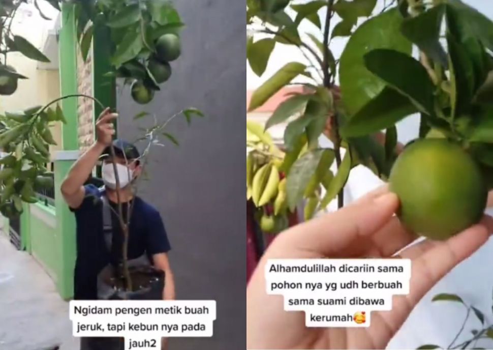 Istri ngidam petik jeruk, dibelikan pohon jeruk. (Instagram/underc0ver.id)