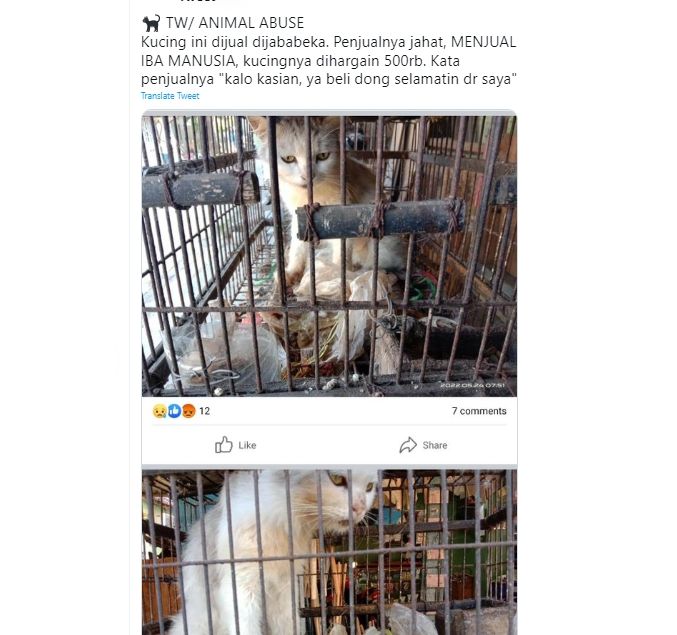 Minta Selamatkan Hidup, Orang ini Jual Kucing Tak Terurus Seharga Rp 500 Ribu, Tuai Perdebatan (Twitter/kochengfess)