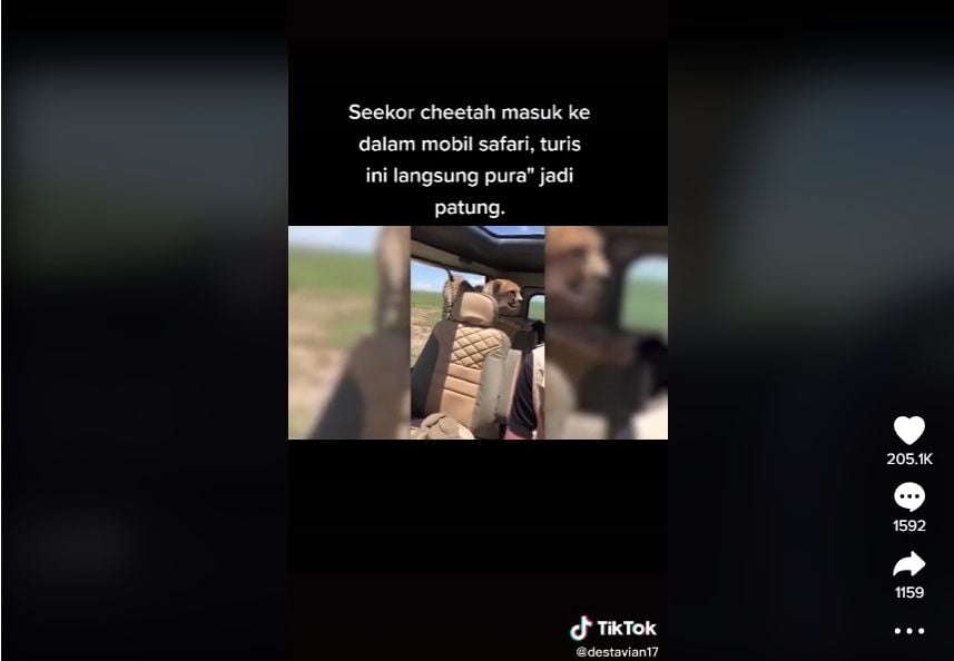 Tiktok cheetah masuk mobil. (Dok. TikTok)