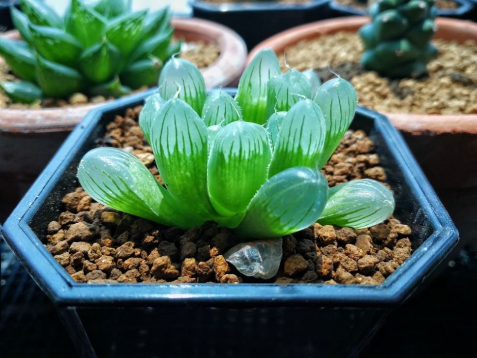 Tanaman Hias Haworthia cooperi. (Shutterstock)